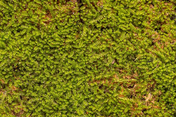Зеленые Истинные Соцветия Филума Бриофита — стоковое фото