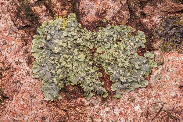 Piccoli Funghi Compresi Licheni Del Regno Funghi — Foto Stock