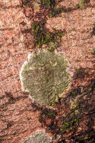 Små Svampar Inklusive Lavar Kungadömet Fungi — Stockfoto
