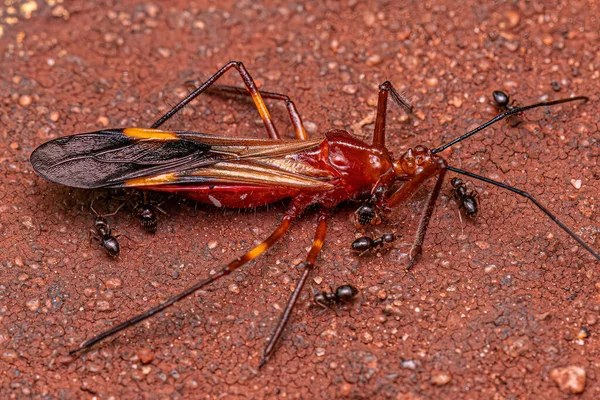 Adulto Fêmea Rover Formigas Gênero Brachymyrmex Presa Adulto Assassino Bug — Fotografia de Stock