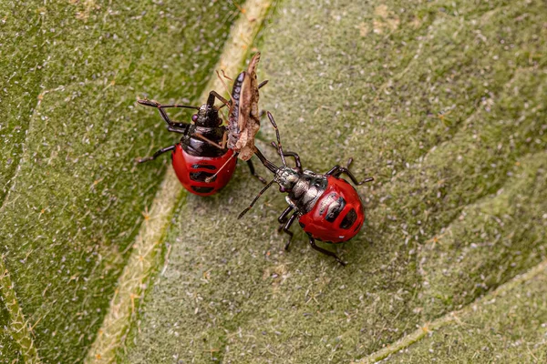 stock image Two Small Red Predatory Stink Bug Nymph of the Subfamily Asopinae preying on a Small Adult Lace Bug of the Family Tingidae