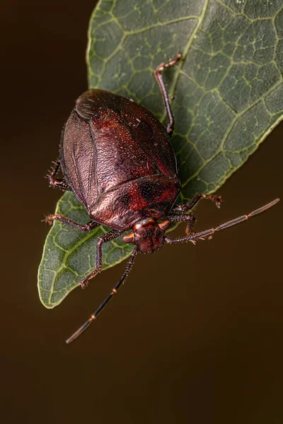 Adult Stink Bug Genus Antiteuchus — Stock Photo, Image