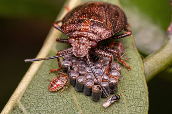 Stink bug of the Genus Antiteuchus protecting eggs with selective focus