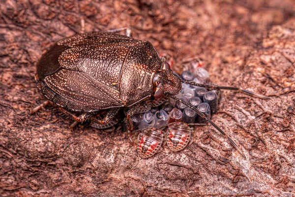 Antiteuchus Cinsinin Pis Kokulu Böceği Yumurtaları Seçici Bir Odakla Koruyor — Stok fotoğraf