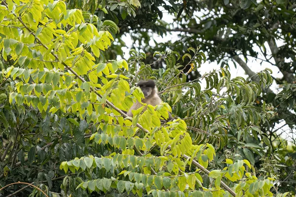 Azara Capuchin Monkey Animal Species Sapajus Cay — Stock Photo, Image