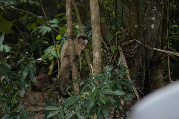 Azara Mono Capuchino Animal Especie Sapajus Cay —  Fotos de Stock
