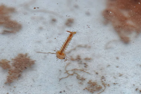 Culicine Mosquito Hmyz Larva Podčeledi Culicinae — Stock fotografie