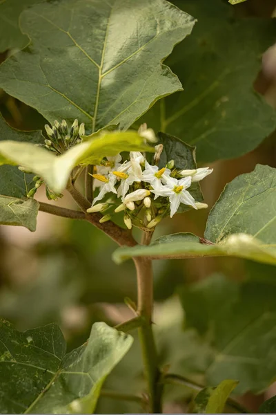 Solanum Torvum Türünün Çiçek Açan Bitkisi Jurubeba Olarak Bilinir Neredeyse — Stok fotoğraf