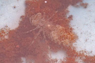 Odonata tarikatının küçük yusufçuk perisi.