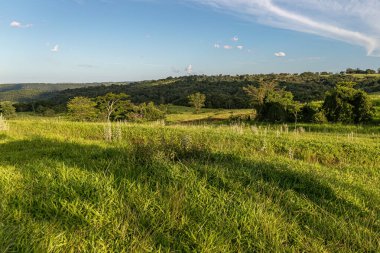 Brezilya 'nın iç kesimlerindeki bir çiftlikte sığır yetiştirmek için çayır.