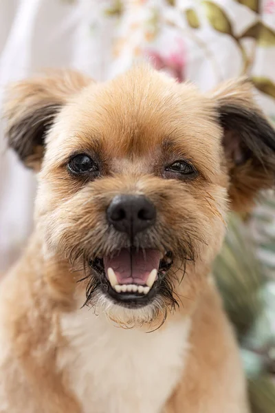 Лицо Смешанной Породы Домашних Собак Крупном Плане — стоковое фото