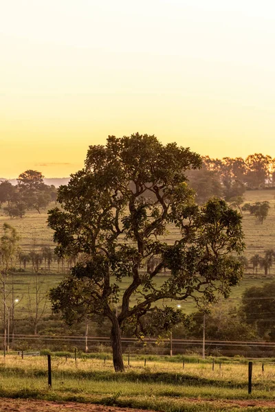 Nahaufnahme Eines Angiosperm Baumes Mit Wenigen Blättern Bei Sonnenuntergang — Stockfoto