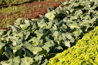 Brassica oleracea türünün sebze bahçesindeki lahana bitkisini kapatın.