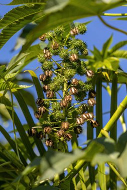 Ricinus komünü türünün Yeşil Castor Fasulye Bitkisi