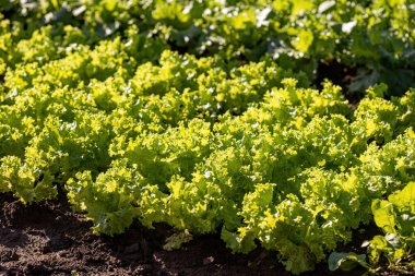 Lactuca sativa, bitkisel salataya yakın bir bitki türü.