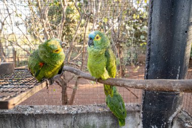 Yetişkin Turkuaz, Amazona aestiva türünün önde gelen papağanlarından ücretsiz olarak kurtarıldı.