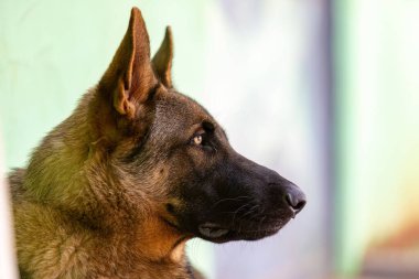 Alman çoban köpeğinin memelisi köpek yavrularına yaklaş.