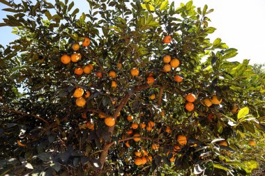 Citrus cinsinden Rangpur Meyve Ağacı