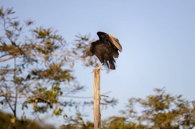 Türün Kara Akbabası Coragyps atratus