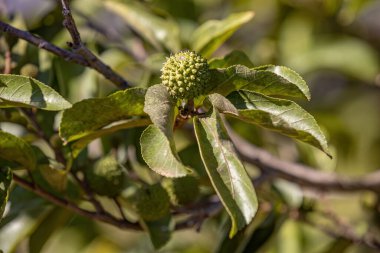 Guazuma ulmifolia türünün Batı Hindistan Elm Bitkisi