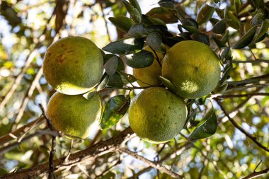 Citrus cinsinin Yeşil Meyve Ağacı