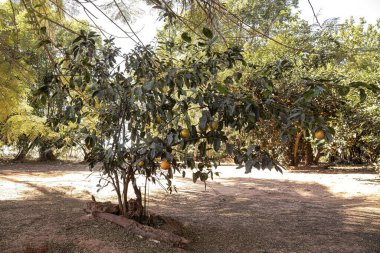 Citrus cinsinden Rangpur Meyve Ağacı