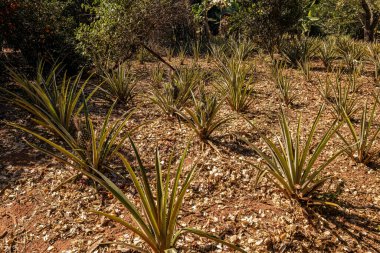 Gündüz vakti çiftlikteki ananas bitkisi