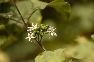 Solanum torvum türünün çiçek açan bitkisi. Jurubeba olarak da bilinir. Neredeyse tüm Brezilya 'da yaygın bir itüzümü.