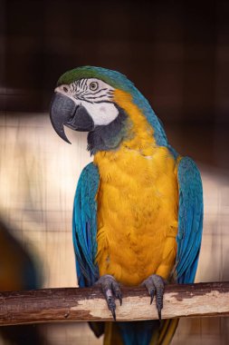 Ara ararauna türünün yetişkin mavisi ve sarısı makavı bedavaya kurtarıldı.