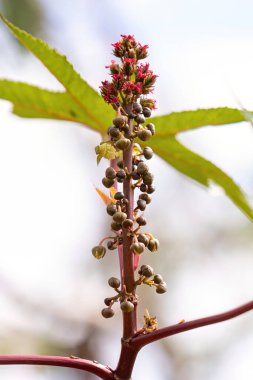 Ricinus komünü türünün Yeşil Castor Fasulye Bitkisi