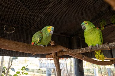 Yetişkin Turkuaz, Amazona aestiva türünün önde gelen papağanlarından ücretsiz olarak kurtarıldı.