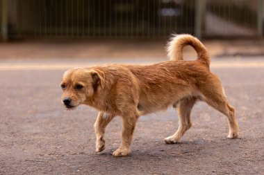 Hayvan memeli köpek köpek gezintisine yakın çekim.