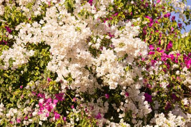 Bougainvillea glabra türünün süs çiçekleri