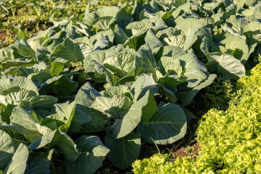 Brassica oleracea türünün sebze bahçesindeki lahana bitkisini kapatın.