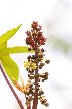 Ricinus komünü türünün Yeşil Castor Fasulye Bitkisi