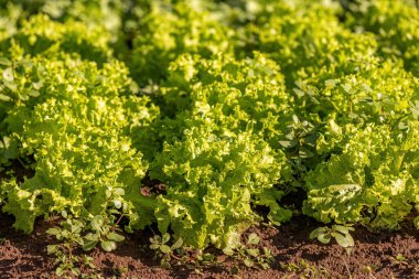 Lactuca sativa, bitkisel salataya yakın bir bitki türü.