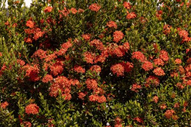 Ixora cinsinin Kırmızı Orman Alevi Çiçeği