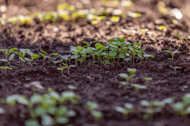 Sebze bahçesindeki küçük sebze bitkisini kapatın.