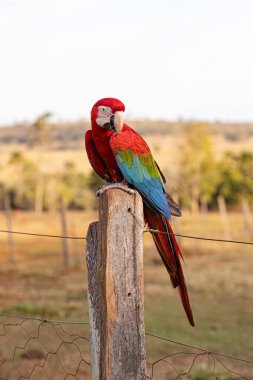 Ara kloropterus türünden Yetişkin Kırmızı ve Yeşil Macaw