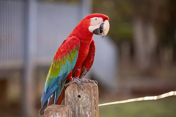 Ara Chloropterus种的成虫红 绿Macaw — 图库照片