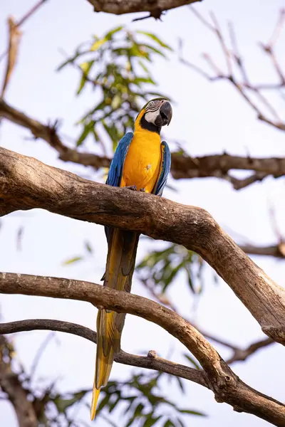 種の成虫青と黄色のマカウ Arararuna — ストック写真