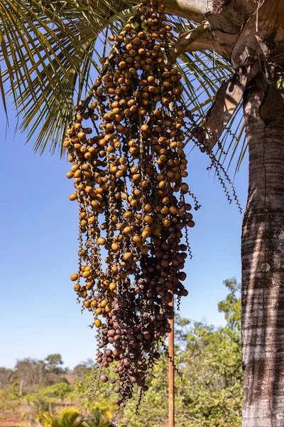 Frutos Amarelos Palmeira Buriti Com Foco Seletivo — Fotografia de Stock
