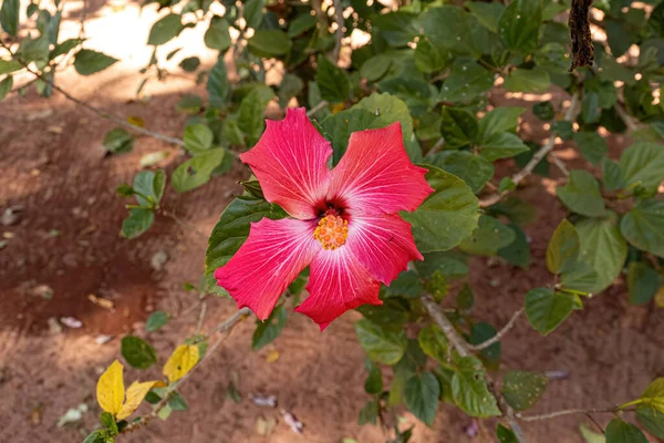 Красный Гибискус Цветок Рода Гибискусов — стоковое фото