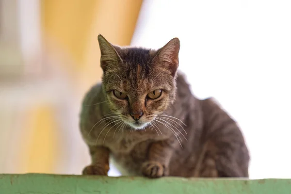 Elhagyott Macskaemlős Macskaállat Közelsége — Stock Fotó