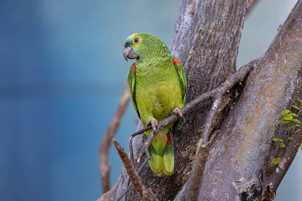 Amazona Aestiva Fajhoz Tartozó Kifejlett Türkiz Előlapú Papagáj — Stock Fotó