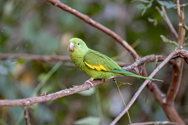 Yellow Chevroned Parakeet Species Brotogeris Chiriri — Stock Photo, Image
