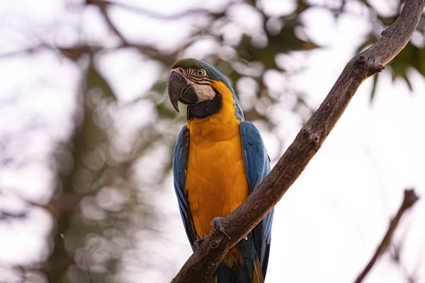 種の成虫青と黄色のマカウ Arararuna — ストック写真