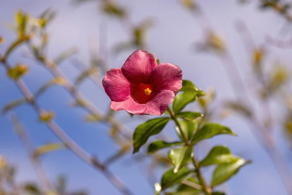 Allamanda Flowering Plant Genus Allamanda — Stock Photo, Image