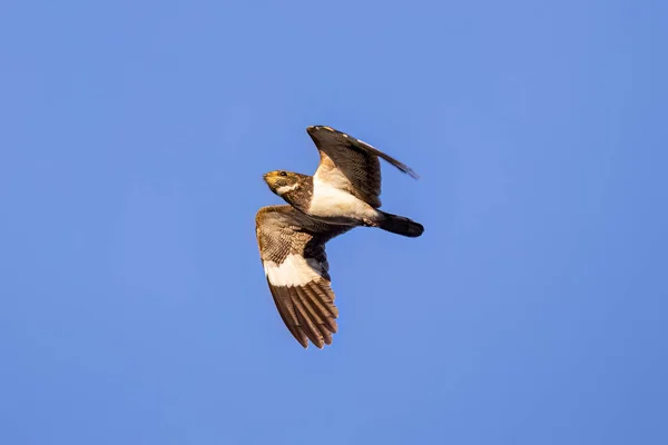 Tier Nacunda Nighthawk Der Art Chordeiles Nacunda Fly — Stockfoto