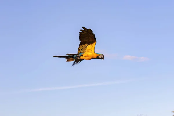 Vuxen Blågul Macaw Arten Ara Arauna — Stockfoto